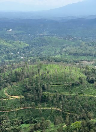 Must visit destinations tea plantation