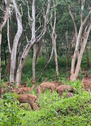 vythiri, wayanad , deer's